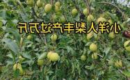 辽宁这个小县城，种出了“梨中之皇”