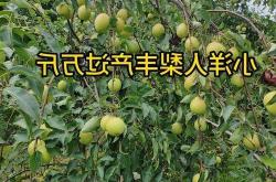 辽宁这个小县城，种出了“梨中之皇”